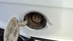 1987 Olds Ciera Fuel Filler Neck Assembly With Gas Cap Oem. Fixed Price $135.00.