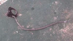 Porsche 911 Boxster Gas Fuel Door Drain & Hose 99620106701 Free Shipping. Fixed Price $22.99.